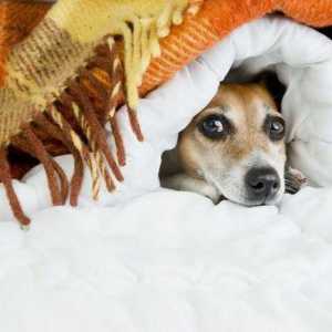 От какво се страхуват кучетата: причини и полезни съвети за борба с фобията