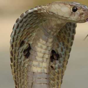 Какво мога да очаквам, ако видях змия в съня си?