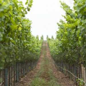Щамповане на грозде - пътя към сочни гроздове и силни издънки