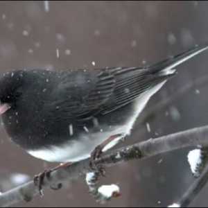 Какво и как да помогнем на птиците през зимата