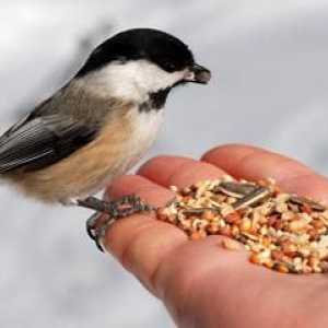 Какво да се хранят птици през зимата. Какво да храним улични птици през зимата