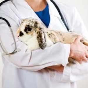 А за лечение на диария при зайци? Заболявания на зайци: симптоми и лечение