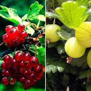 Как да се отнасяме към цариградско грозде в ранна пролет от вредители?