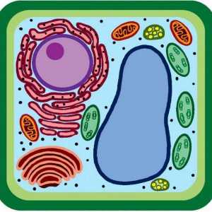 Какво отличава бактериалната клетка от растителната клетка: характеристики на структурата и…