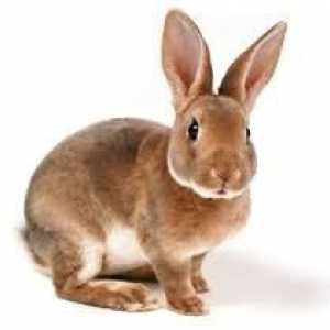 Каква е разликата между зайци заек и заек: сходство и разлика
