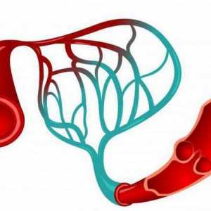 Какво отличава артериите от вените: характеристиките на структурата и функционирането