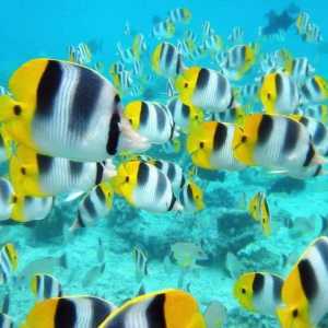 Какво е различно от другите хрущялни риби? Клас Хрущялни риби: описание, примери