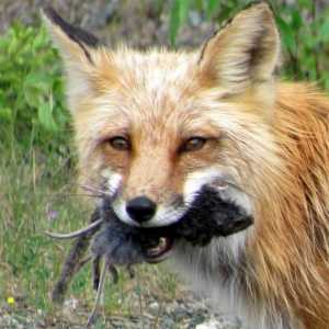 Какво ли яде лисицата? Какво кара лисицата в гората през зимата?
