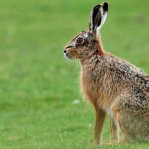 Какво захранва заекът в гората? Какво правят зайците през зимата?