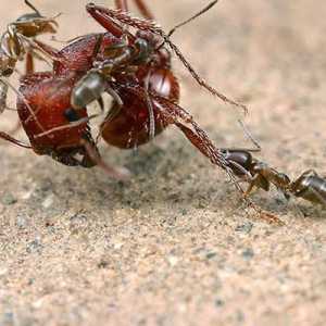 Какво мравки ядат в природата?