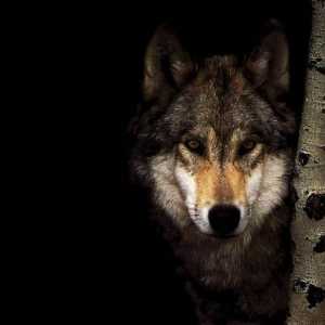 Какво вълците ядат в различни местообитания
