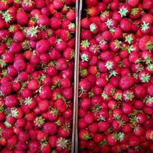 Какво се храни с градинарите на ягоди?