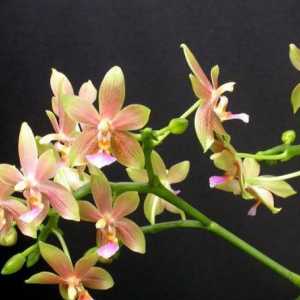 Как да храним орхидея у дома?