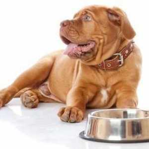 Какво е полезно за кучешка храна "Грандорф"?