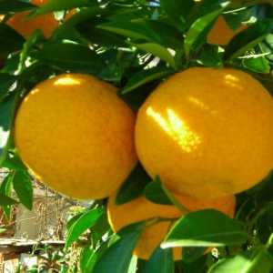 Какво е вредният грейпфрут? Какви са вредните свойства на грейпфрута?