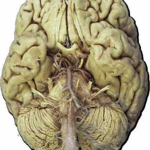 Краични нерви, 12 двойки: анатомия, маса, функции