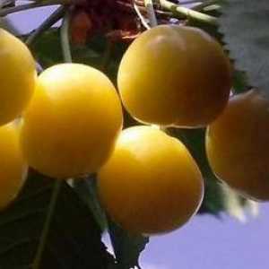 Cherry Chermash: описание, характеристики на сорта и рецензии