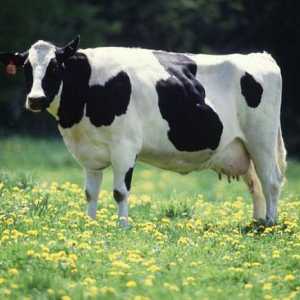 Черно-бяла порода крави: характеристика