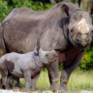 Черният носорог е обявен за изчезнал? Черно носорог: снимка, описание
