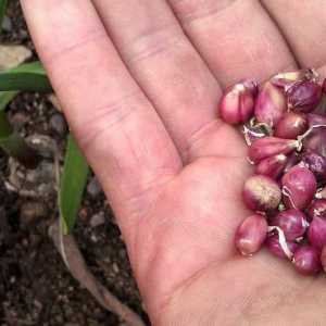 Семена от чесън: кога да засаждате и как да растете?