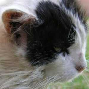 Скраб при котки: симптоми и лечение. Дали скабията се предава от котка на човек?