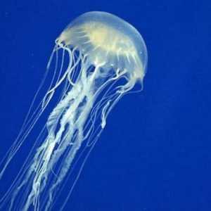 Какво да направите, ако медузите ужият: първа помощ, наркотици, народни средства