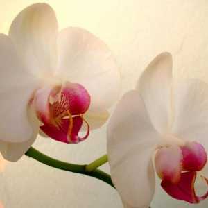 Какво да направя, когато орхидеите в саксии са избледнели?
