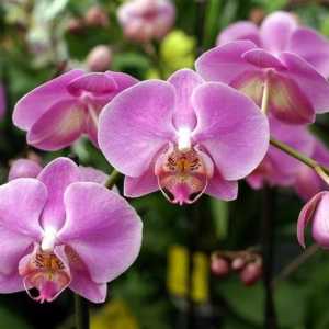 Какво да направя, когато орхидея се появи, как да се грижи правилно за него през този период?