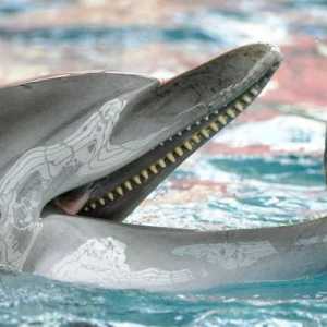 Какво правят делфините, кое е любимото им лечение?