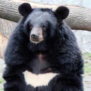 Какво се лекува за жлъчна мечка? Свойства и приложение на жлъчната жлеза