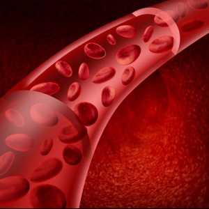 Какво гарантира непрекъснатостта на кръвния поток през съдовете? Продължителност и причини за…
