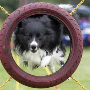 Какво е гъвкавостта? Бързина за кучета в Русия: правила за състезания, черупки, следи