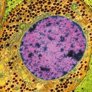 Каква е цитоплазмата? Структура, състав и свойства на цитоплазмата