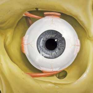 Какво е окото? Какви функции прави очите в човешкото тяло?