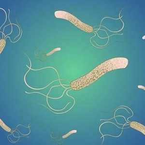 Какво представлява Helicobacter pylori? Лечение с народни средства