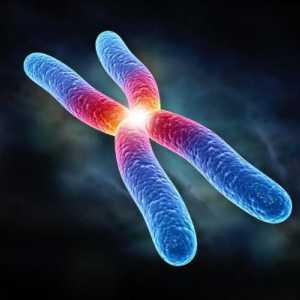 Какво представлява хромозомата? Набор от хромозоми. Двойка хромозоми