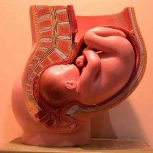 Какво представлява ембриологията? Какво научава науката за ембриологията?