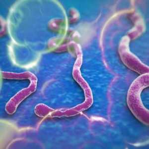Какво представлява Ебола? Ебола треска: причини, симптоми, ефекти