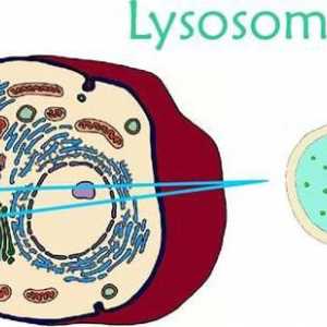 Какви са лизозомите: структурата, състава и функциите на лизозомите