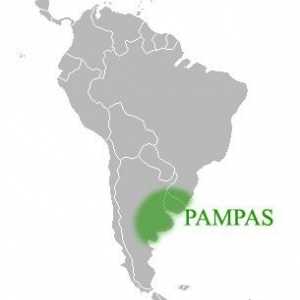 Какво представляват Pampas от Южна Америка?