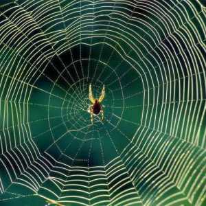 Каква е интернет и защо паяците я тъпчат