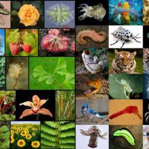 Какво представлява таксономията в биологията? Биология: систематика на растенията