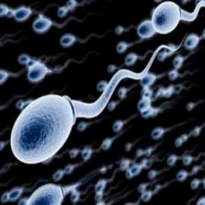Какво представлява сперматогенезата? Определение, периоди