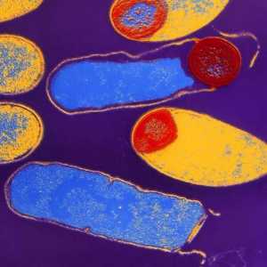 Какъв е дебатът в биологията (в бактериите, гъбите и растенията)?
