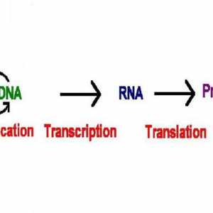 Какво представлява транскрипцията в биологията? Това е стадият на синтез на протеини
