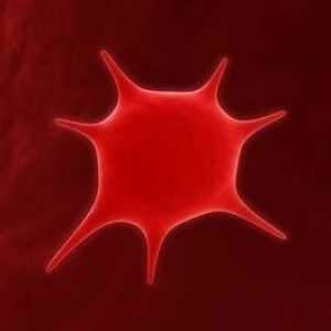 Какво представлява тромбоцитът и какво трябва да е кръвното му ниво