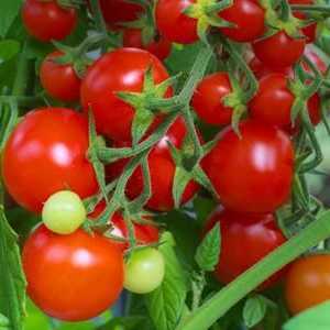Чудо домати: отглеждане и разплод