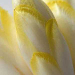 Цикория салата (endive): снимка, полза и вреда, отглеждане на семена, при засаждане