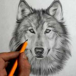Цитати за вълците: хитрост, свобода, преданост