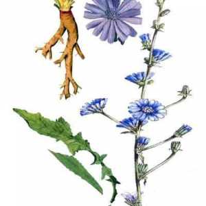 Цветя на цикория в народната медицина. Какви са ползите от цикория цветя и как да ги използвате?